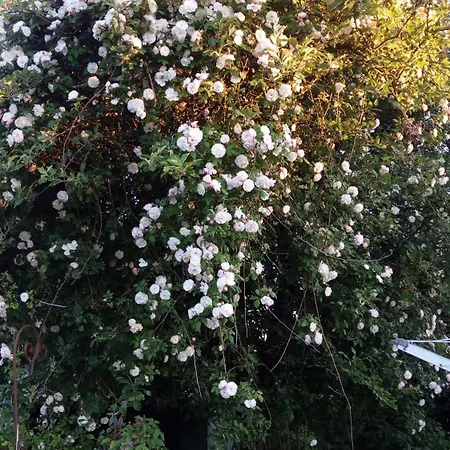 Grenznah Garten Ruhig *